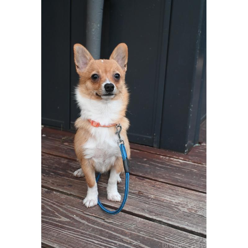 販売中の山口県のミックス犬-400664の3枚目