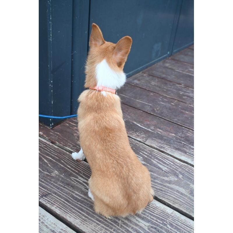 販売中の山口県のミックス犬-400664の2枚目