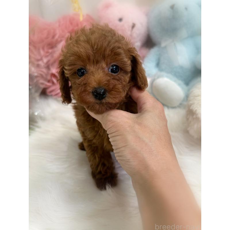 販売中の香川県のトイプードル-425766の7枚目