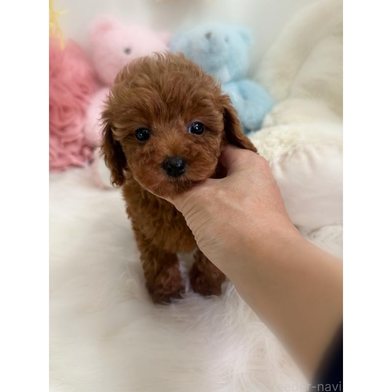 販売中の香川県のトイプードル-425766の6枚目