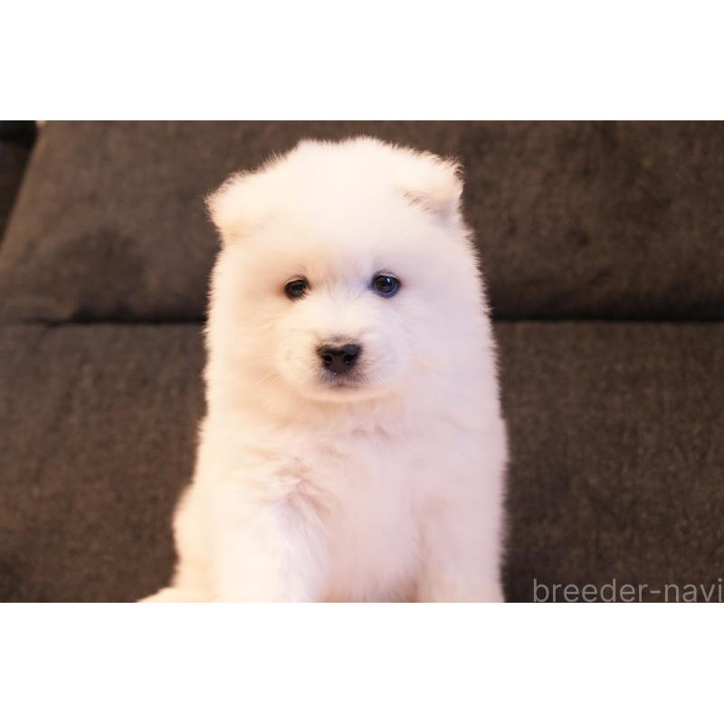 販売中の群馬県のサモエド-428643の11枚目