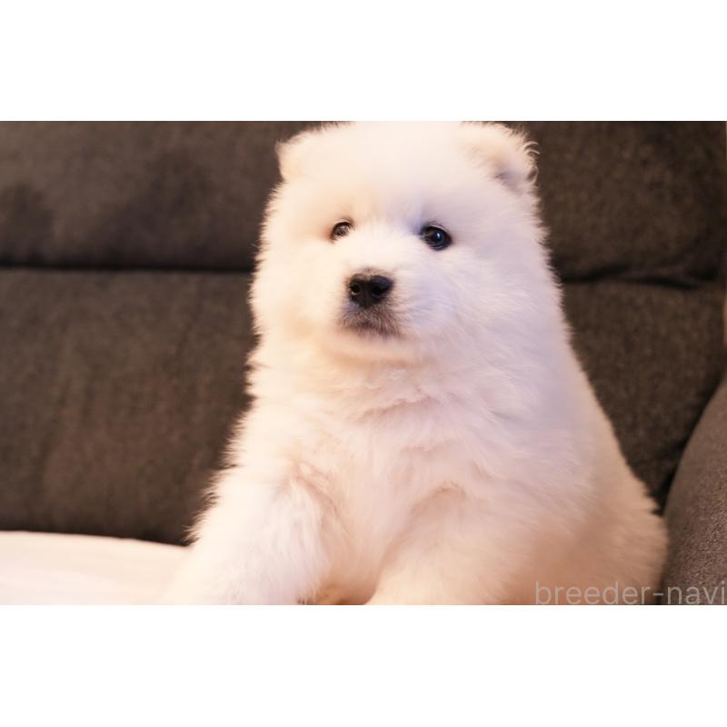 販売中の群馬県のサモエド-428643の10枚目