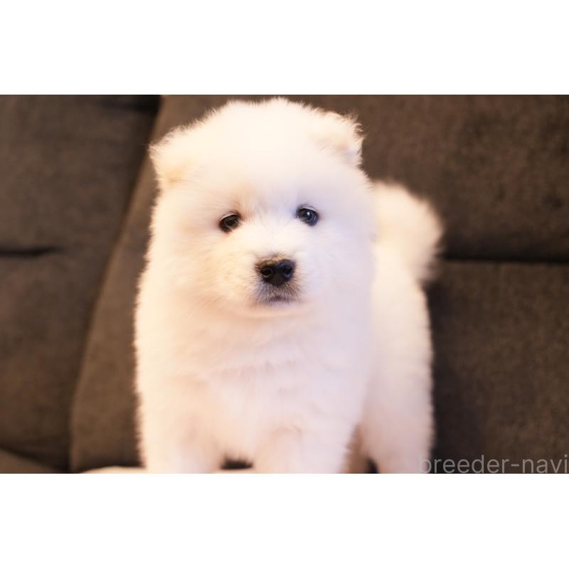 販売中の群馬県のサモエド-428643の9枚目