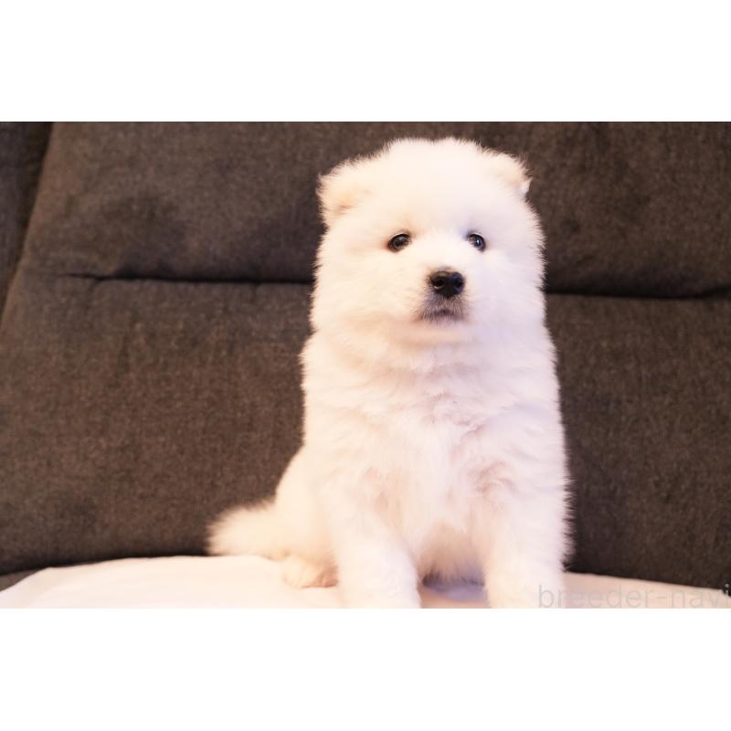 販売中の群馬県のサモエド-428643の8枚目