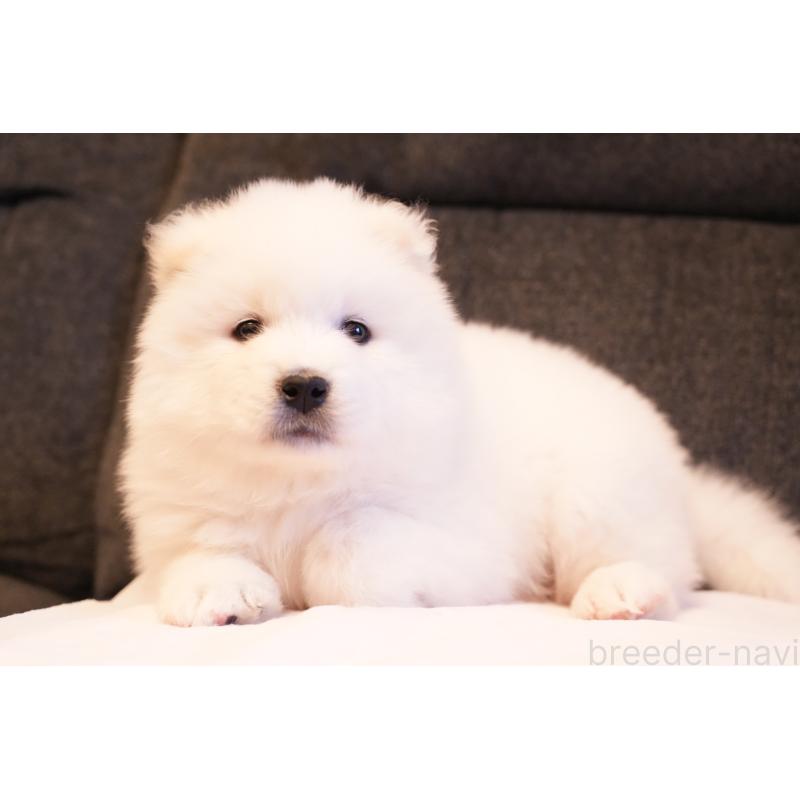 販売中の群馬県のサモエド-428643の7枚目