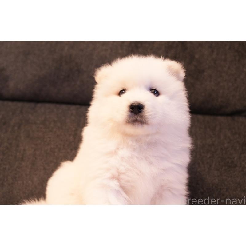 販売中の群馬県のサモエド-428643の6枚目