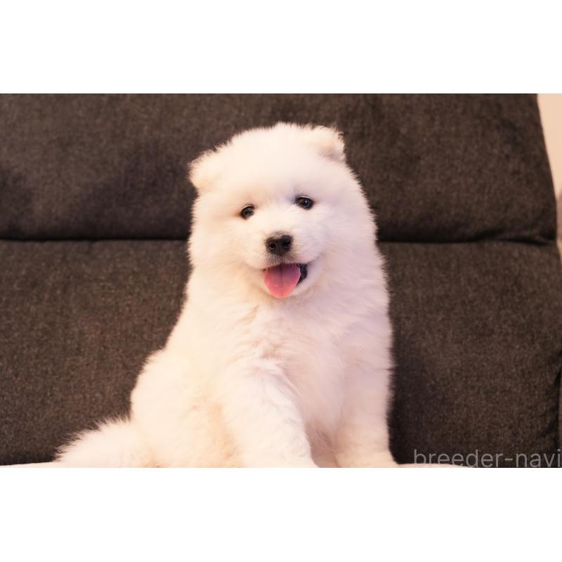 販売中の群馬県のサモエド-428643の5枚目