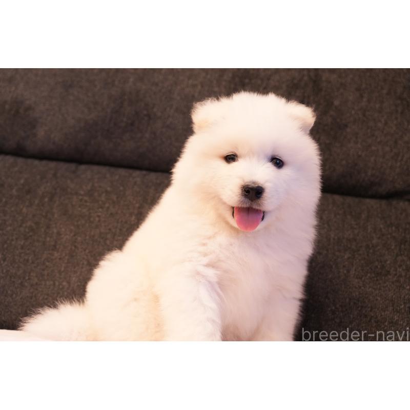 販売中の群馬県のサモエド-428643の4枚目