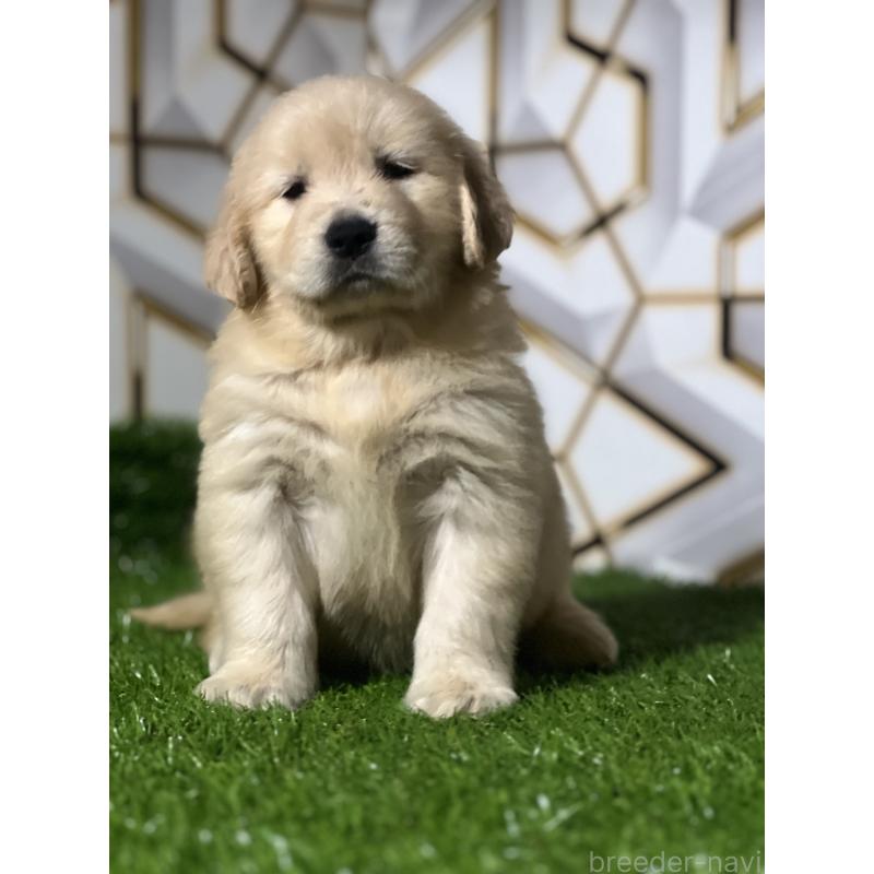 販売中の静岡県のゴールデンレトリーバー-428642の9枚目