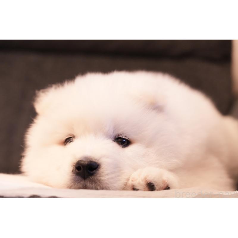 販売中の群馬県のサモエド-428643の3枚目