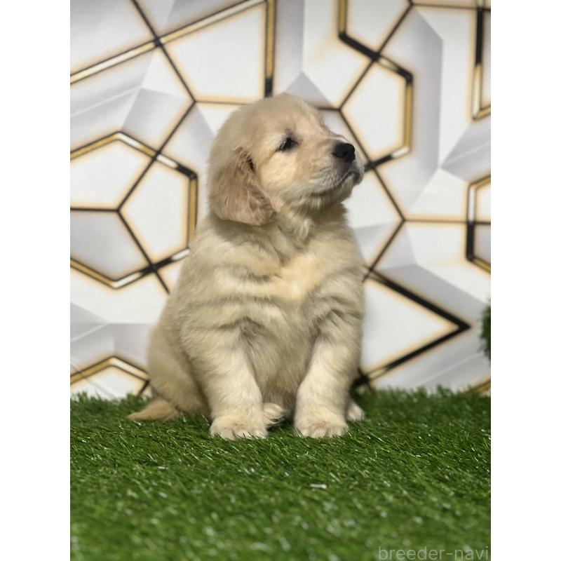 販売中の静岡県のゴールデンレトリーバー-428642の8枚目