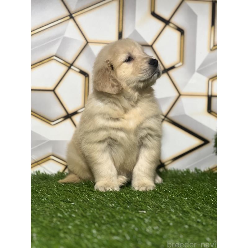 販売中の静岡県のゴールデンレトリーバー-428642の7枚目