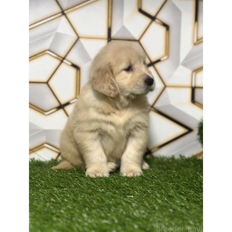 販売中の静岡県のゴールデンレトリーバー-428642の6枚目