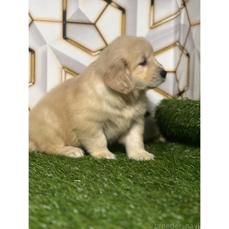 販売中の静岡県のゴールデンレトリーバー-428642の5枚目