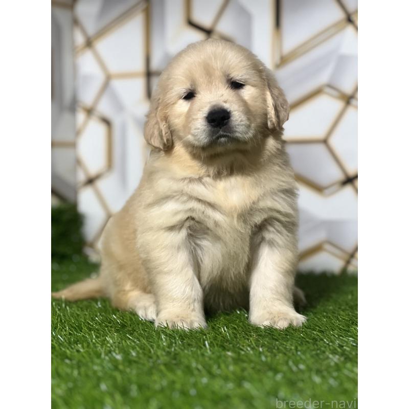 販売中の静岡県のゴールデンレトリーバー-428642の4枚目