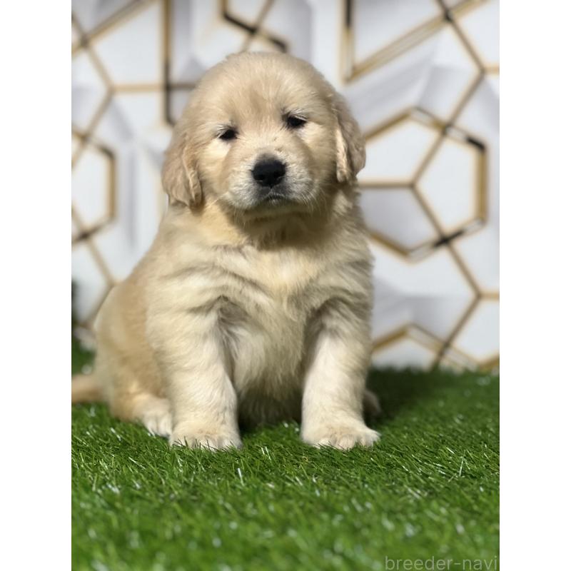 販売中の静岡県のゴールデンレトリーバー-428642の3枚目