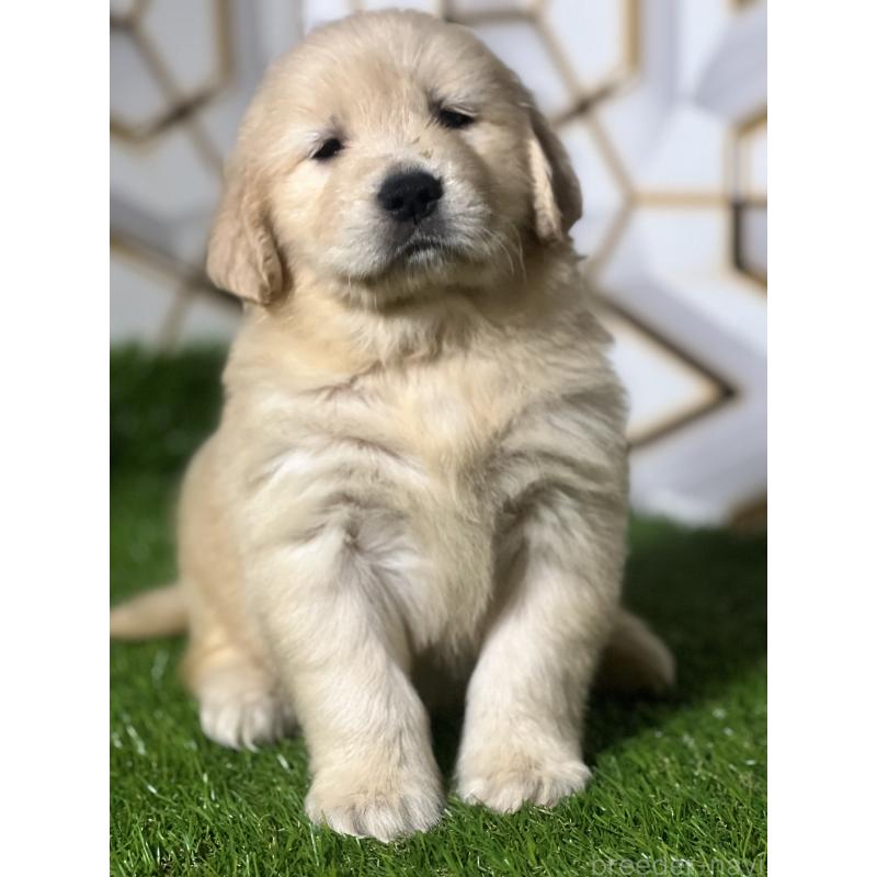 販売中の静岡県のゴールデンレトリーバー-428642の2枚目