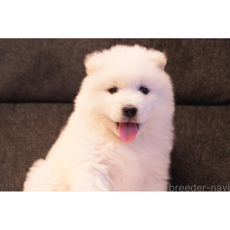 販売中の群馬県のサモエド-428643の2枚目