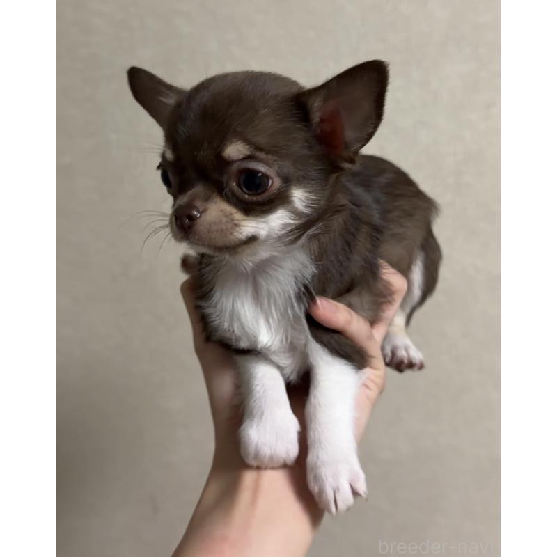 販売中の岐阜県のチワワ(スムースコート)-421466の4枚目