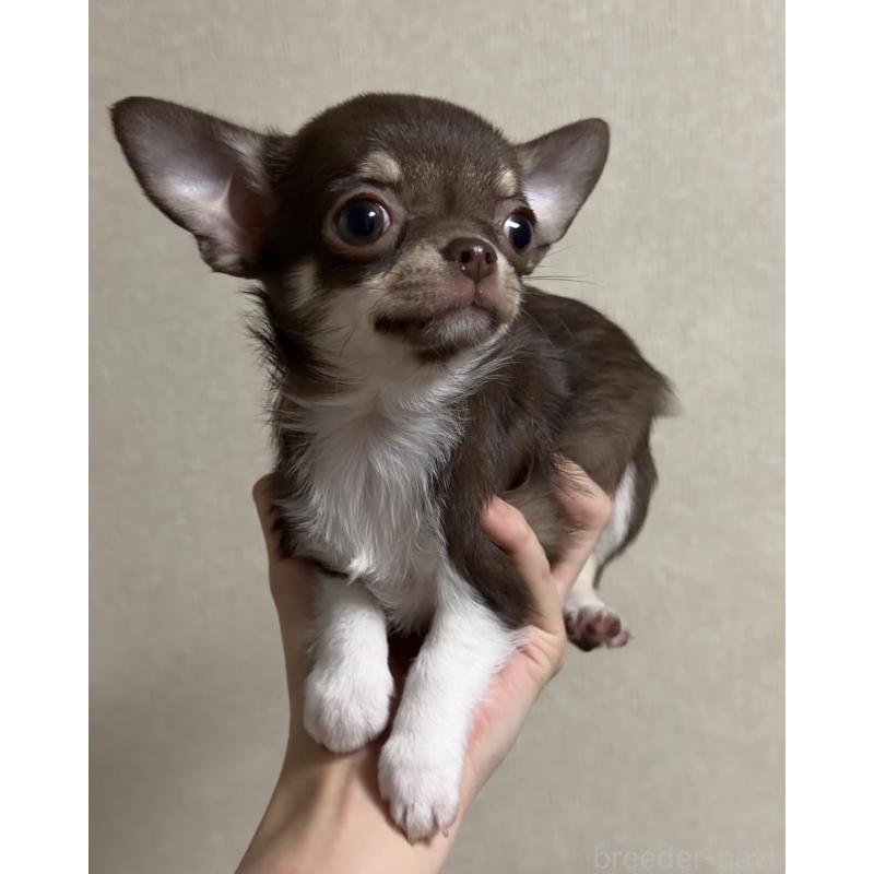 販売中の岐阜県のチワワ(スムースコート)-421466の3枚目