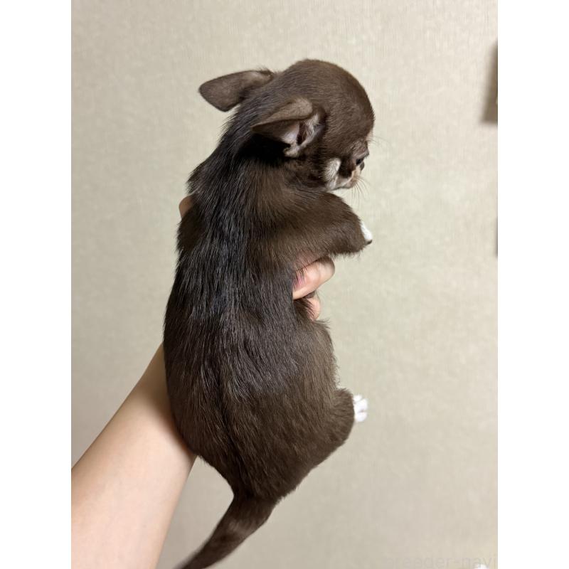 販売中の岐阜県のチワワ(スムースコート)-421466の2枚目