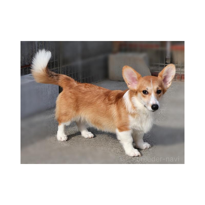 販売中の兵庫県のウェルシュコーギーペンブローク-389567の3枚目