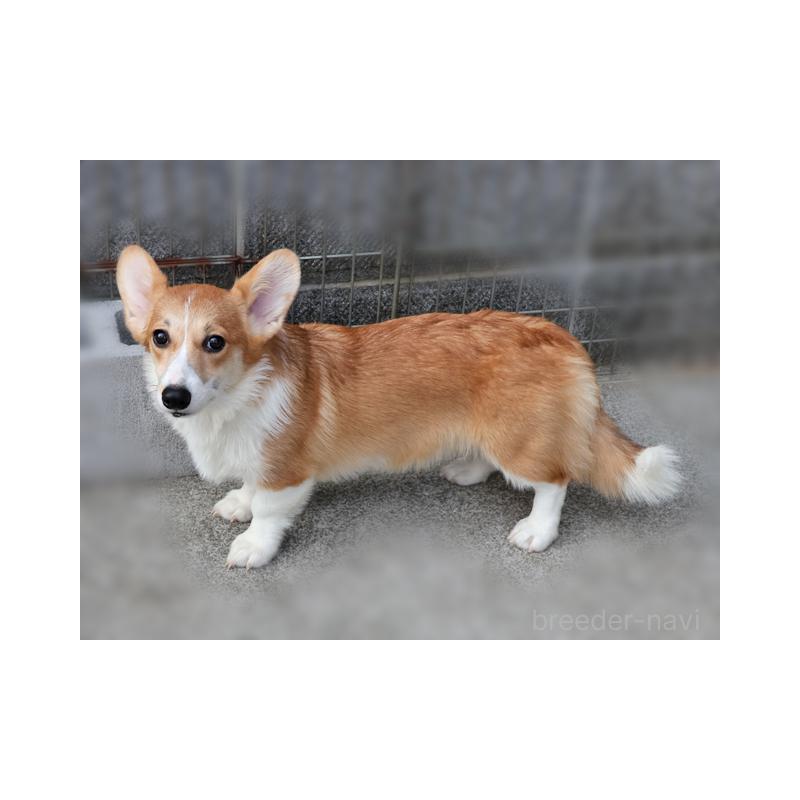 販売中の兵庫県のウェルシュコーギーペンブローク-389567の2枚目