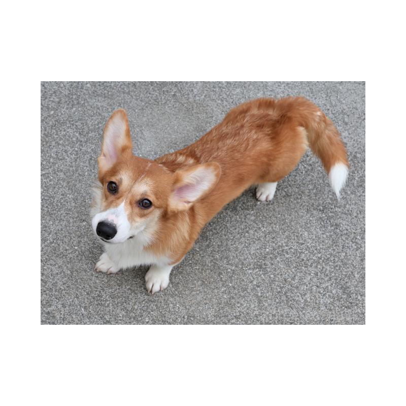 販売中の兵庫県のウェルシュコーギーペンブローク-389571