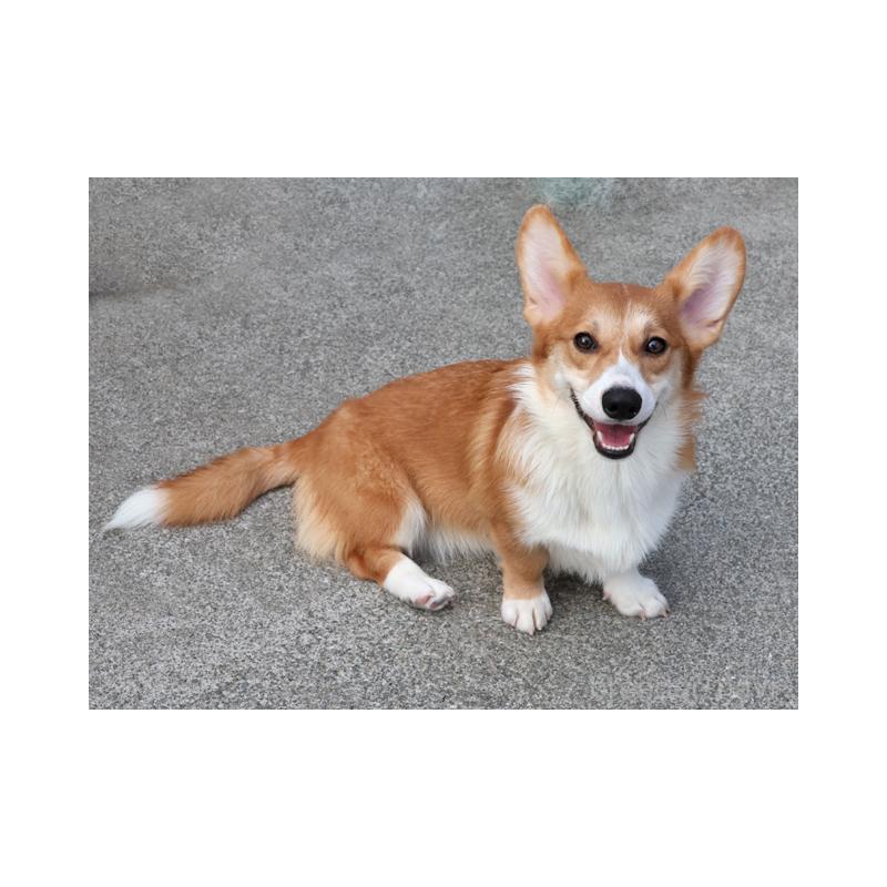 販売中の兵庫県のウェルシュコーギーペンブローク-389571の3枚目