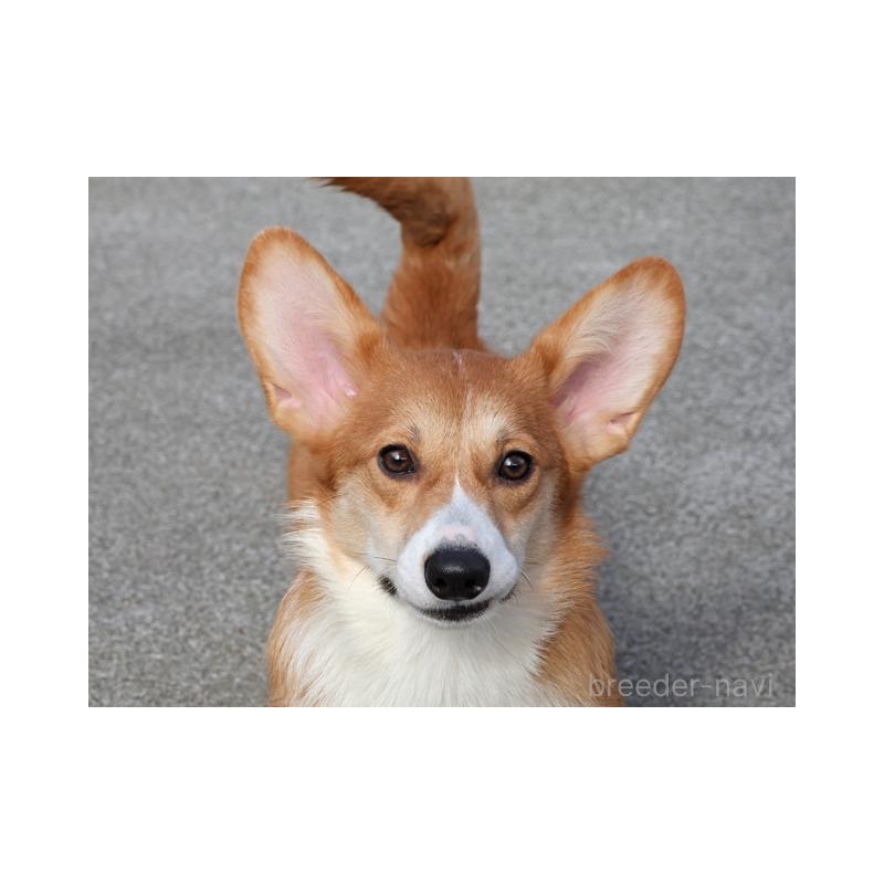 販売中の兵庫県のウェルシュコーギーペンブローク-389571の2枚目