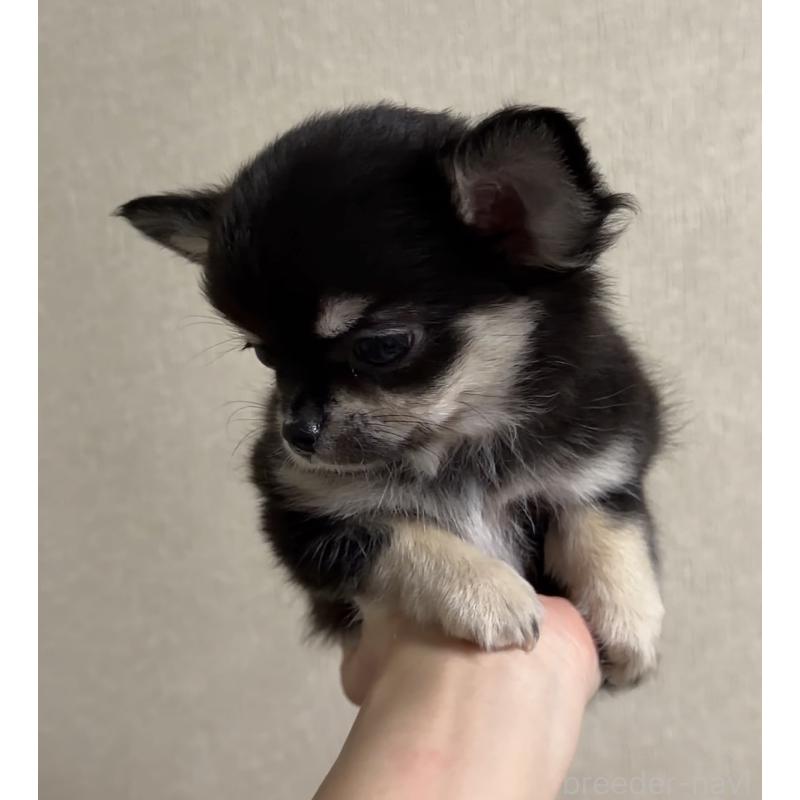 販売中の岐阜県のチワワ(ロングコート)-421461の4枚目