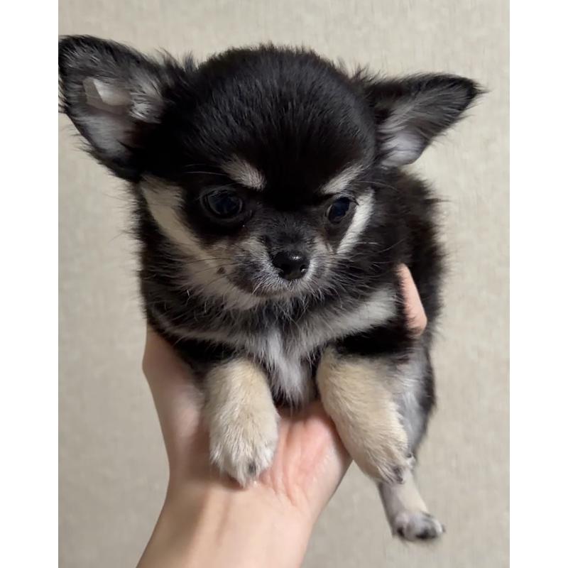 販売中の岐阜県のチワワ(ロングコート)-421461の3枚目