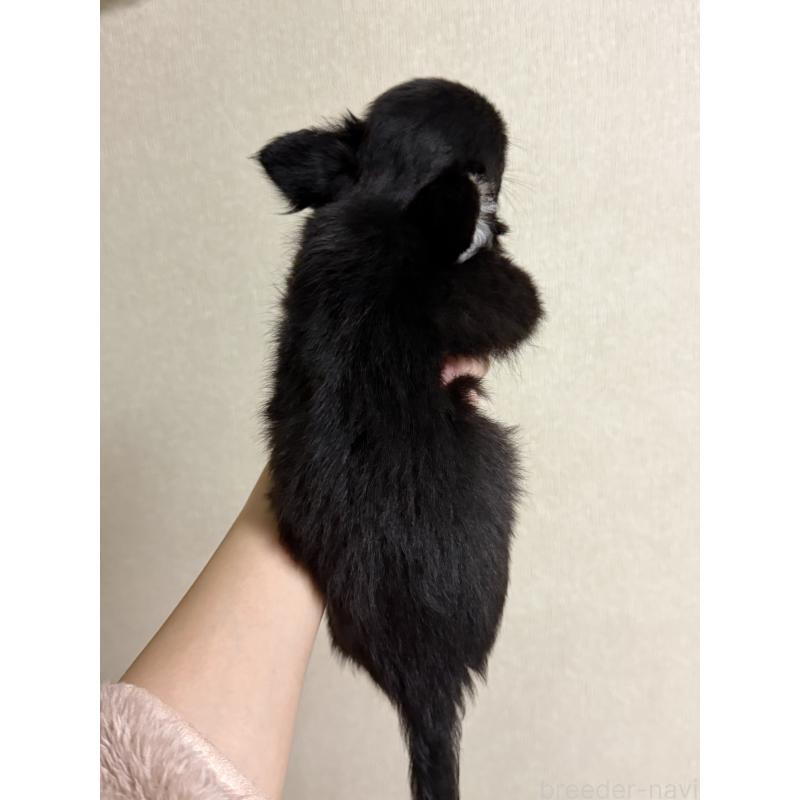 販売中の岐阜県のチワワ(ロングコート)-421461の2枚目