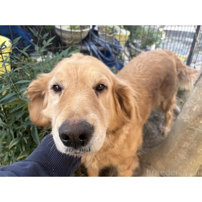 販売中の福岡県のゴールデンレトリーバー-428644の5枚目