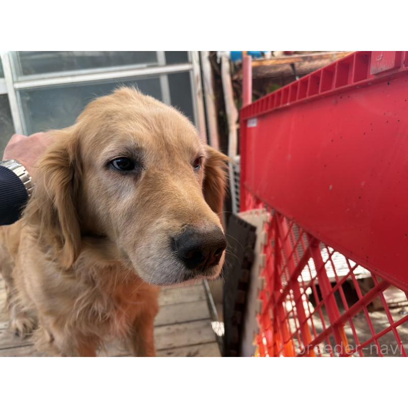 販売中の福岡県のゴールデンレトリーバー-428644の4枚目