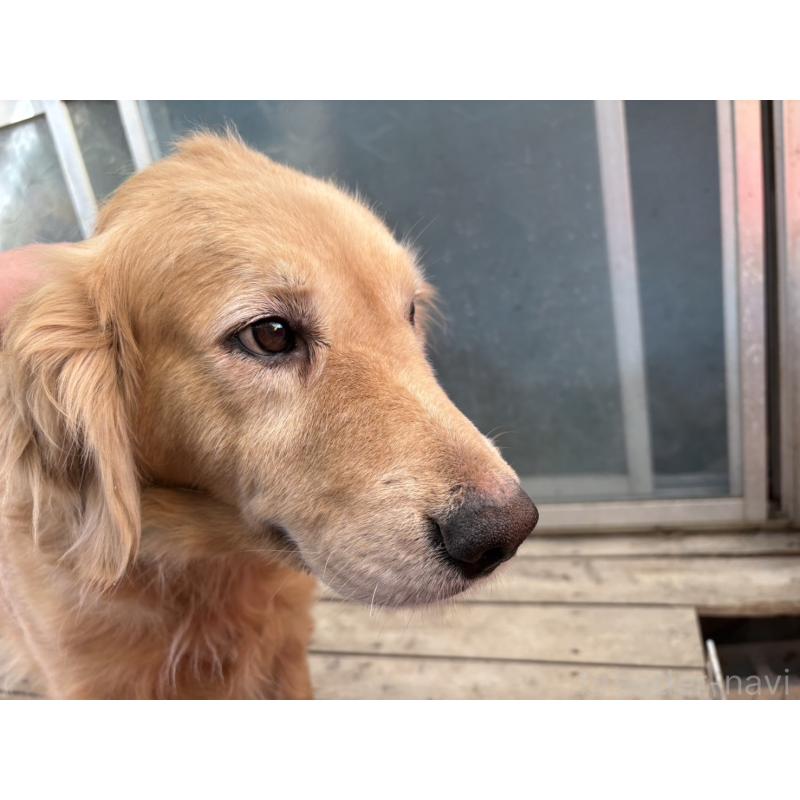 販売中の福岡県のゴールデンレトリーバー-428644の3枚目