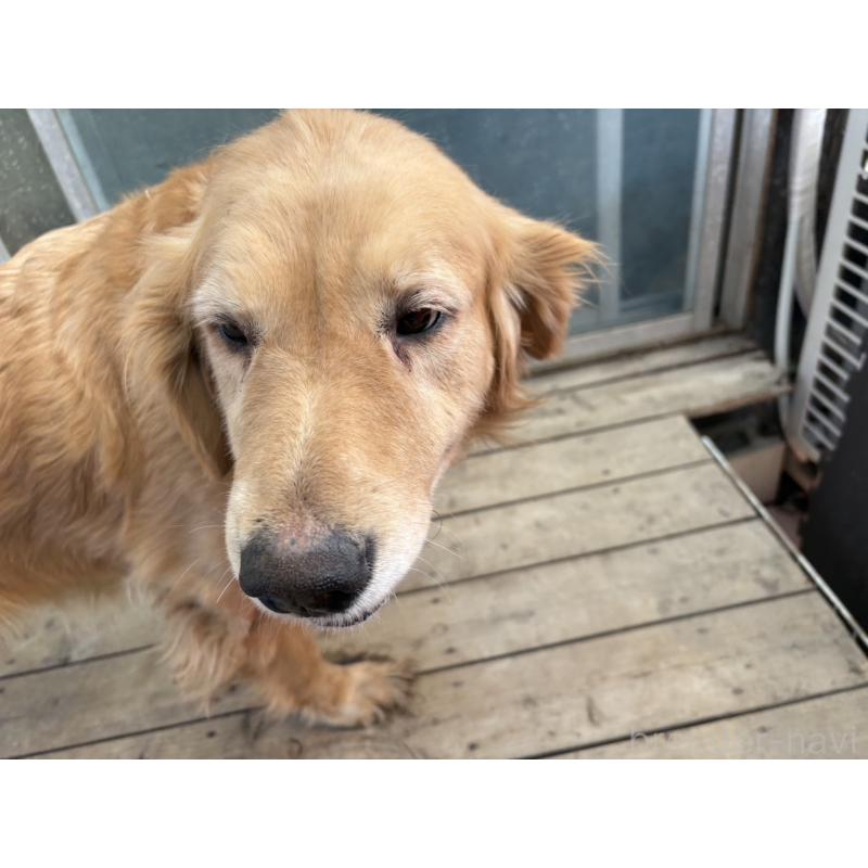 販売中の福岡県のゴールデンレトリーバー-428644の2枚目