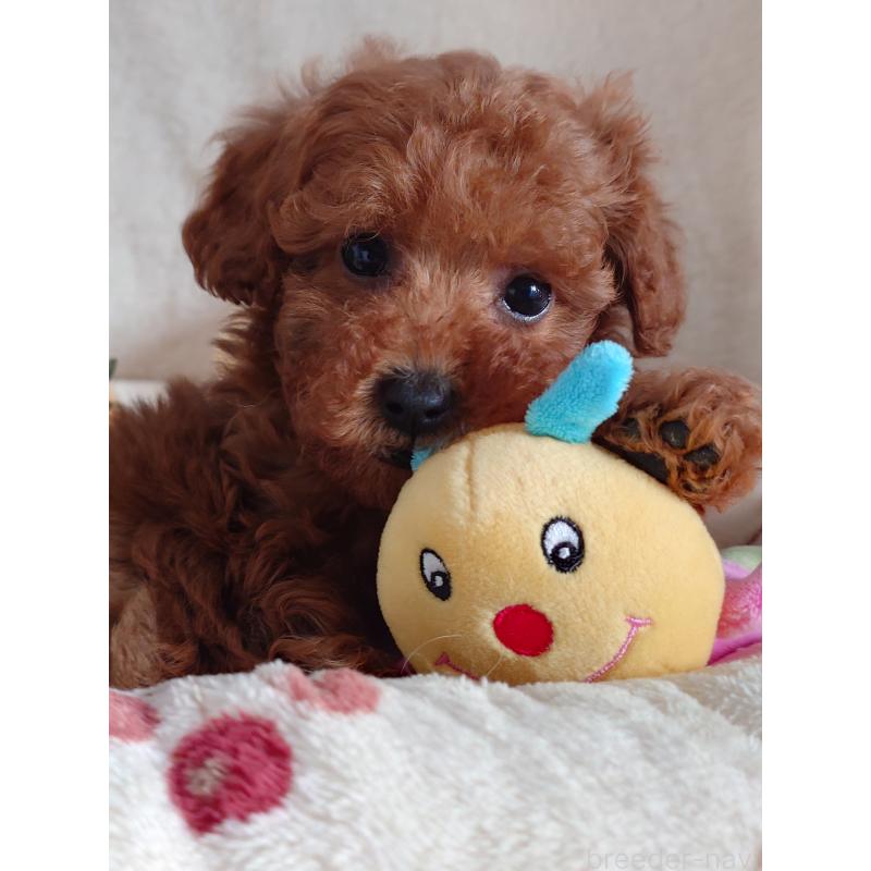 成約済の滋賀県のトイプードル-428031の10枚目