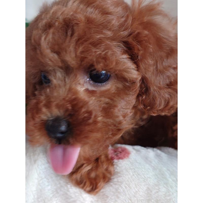 成約済の滋賀県のトイプードル-428031の8枚目