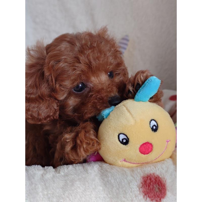 成約済の滋賀県のトイプードル-428031の6枚目