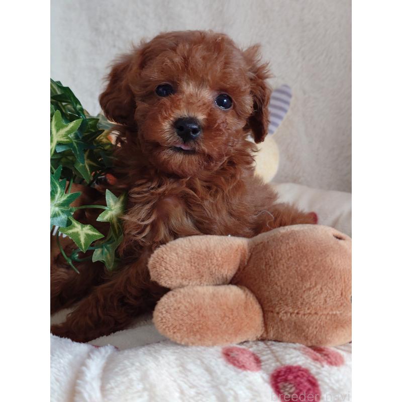 成約済の滋賀県のトイプードル-428031の5枚目