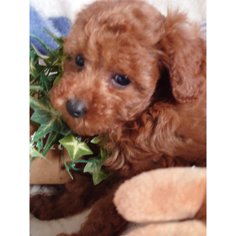 成約済の滋賀県のトイプードル-428031の4枚目