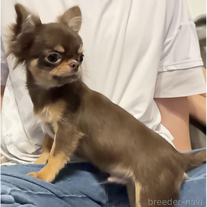 販売中の広島県のチワワ(ロングコート)-410389の4枚目