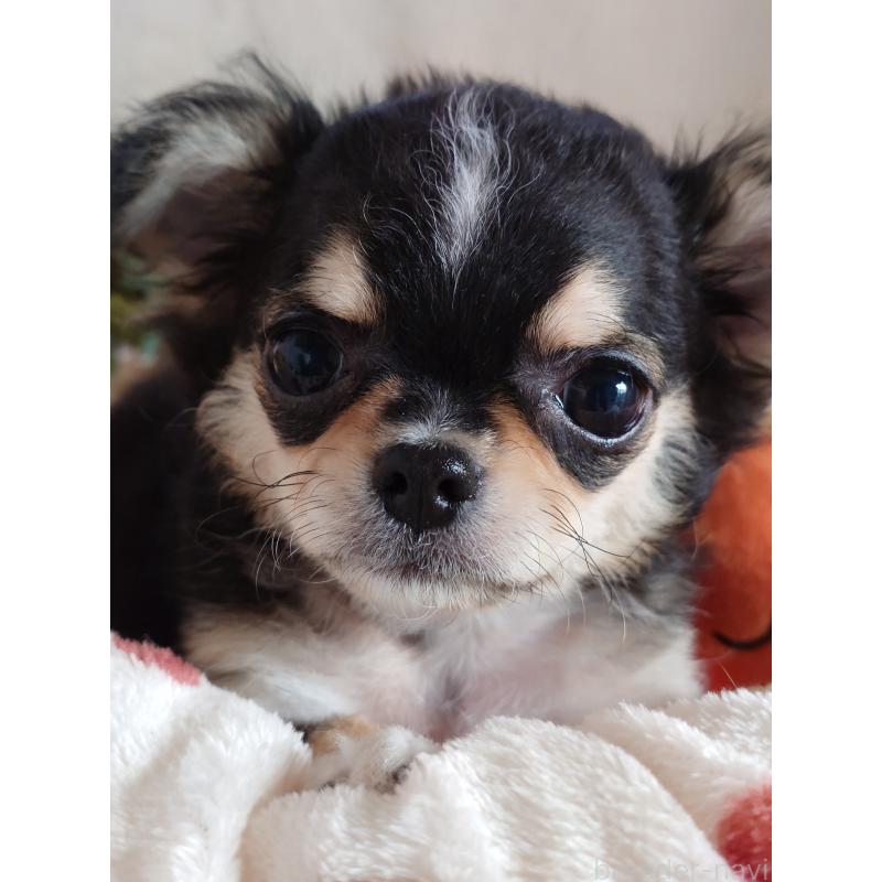 販売中の滋賀県のチワワ(ロングコート)-426829の5枚目