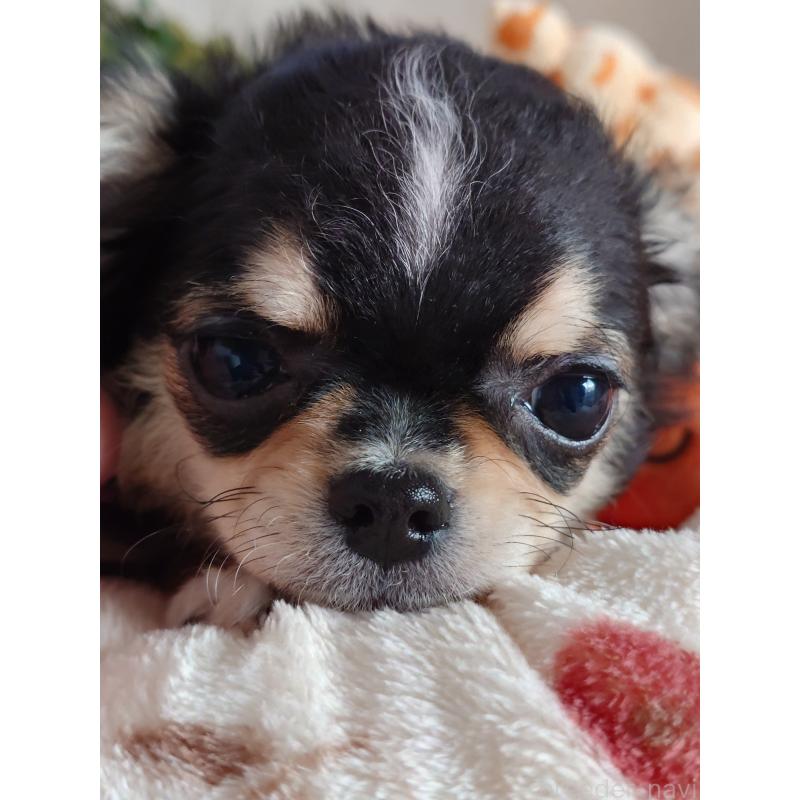 販売中の滋賀県のチワワ(ロングコート)-426829の4枚目