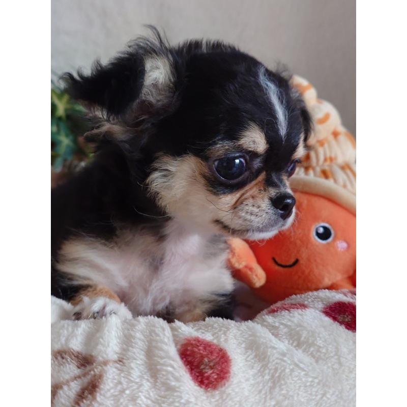 販売中の滋賀県のチワワ(ロングコート)-426829の3枚目