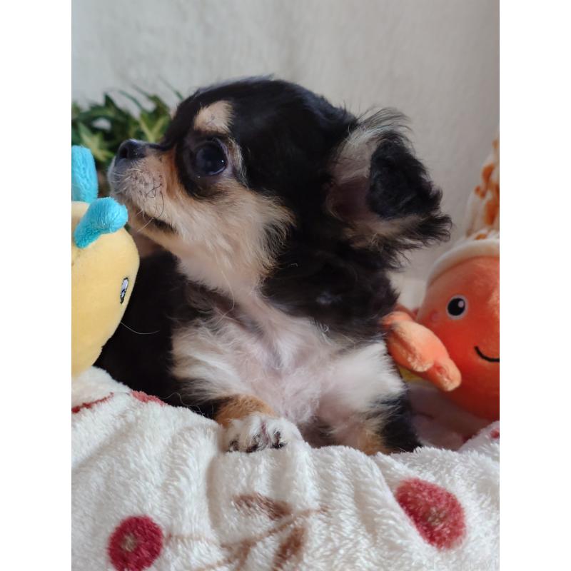 販売中の滋賀県のチワワ(ロングコート)-426829の2枚目