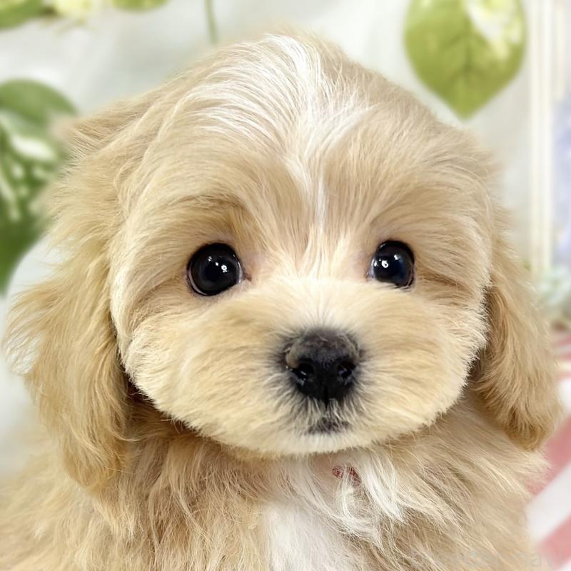 販売中ののマルプー:マルチーズ×トイプードル-427765