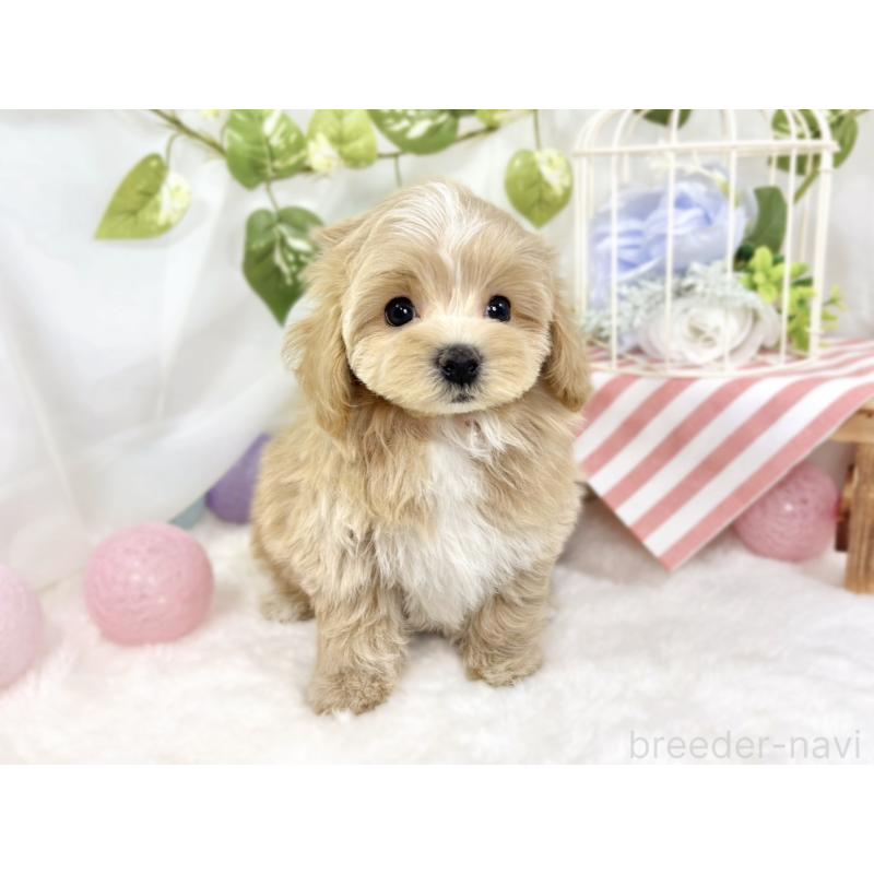 成約済の滋賀県のマルプー:マルチーズ×トイプードル-427765の4枚目