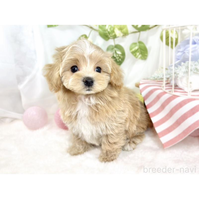 成約済の滋賀県のマルプー:マルチーズ×トイプードル-427765の3枚目